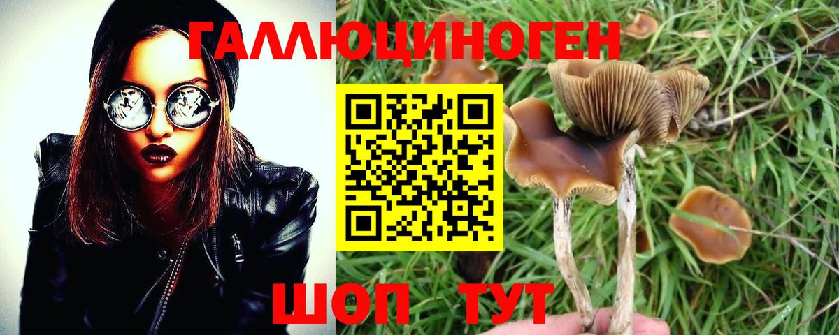 Псилоцибиновые грибы Cubensis  Вход с VPN  Волжск  Галлюциногенные грибы Psilocybe 